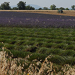 Champ de lavandes à moitié récolté en Haute-Provence par Michel Seguret - Valensole 04210 Alpes-de-Haute-Provence Provence France