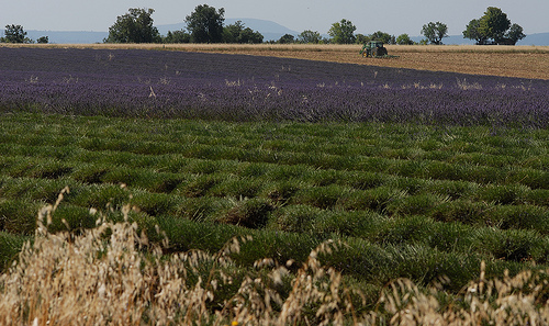 Champ de lavandes à moitié récolté en Haute-Provence par Michel Seguret