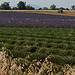 Champ de lavandes à moitié récolté en Haute-Provence by Michel Seguret - Valensole 04210 Alpes-de-Haute-Provence Provence France