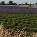 Champ de lavandes à moitié récolté en Haute-Provence par Michel Seguret - Valensole 04210 Alpes-de-Haute-Provence Provence France