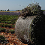 Ballot et pied de lavande by Michel Seguret - Valensole 04210 Alpes-de-Haute-Provence Provence France