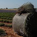 Ballot et pied de lavande par Michel Seguret - Valensole 04210 Alpes-de-Haute-Provence Provence France