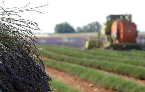 Moisson de la lavande par Michel Seguret