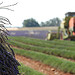 Moisson de la lavande par Michel Seguret - Valensole 04210 Alpes-de-Haute-Provence Provence France