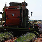 Moisson de la lavande : l'heure de la récolte par Michel Seguret - Valensole 04210 Alpes-de-Haute-Provence Provence France