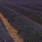 Lavandes en Haute-Provence : champs très bien entretenu par Michel Seguret - Valensole 04210 Alpes-de-Haute-Provence Provence France