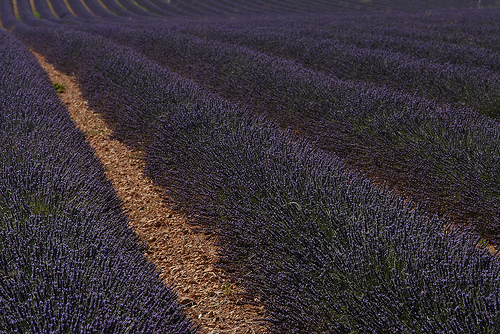 Lavandes en Haute-Provence : champs très bien entretenu par Michel Seguret