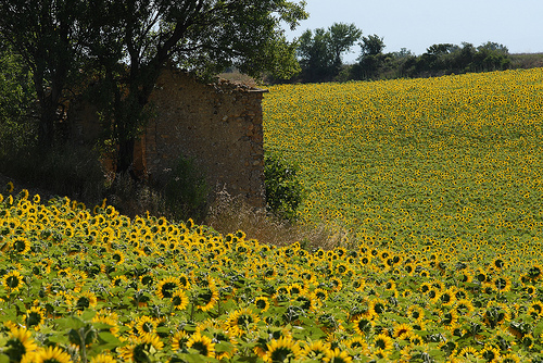 Tournesols en Haute-Provence par Michel Seguret