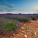 Lavandes by Tony N. - Valensole 04210 Alpes-de-Haute-Provence Provence France