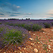 Lavandes par Tony N. - Valensole 04210 Alpes-de-Haute-Provence Provence France