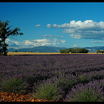 Champs de lavandes à Valensole par Patchok34 - Valensole 04210 Alpes-de-Haute-Provence Provence France