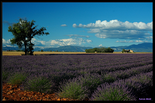 Champs de lavandes à Valensole par Patchok34