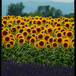 Lavande et tournesols de Provence par Patchok34 - Valensole 04210 Alpes-de-Haute-Provence Provence France