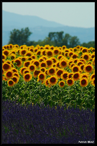 Lavande et tournesols de Provence par Patchok34