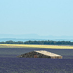 La mer de lavande - Plateau de Valensole by moni-h -   Alpes-de-Haute-Provence Provence France