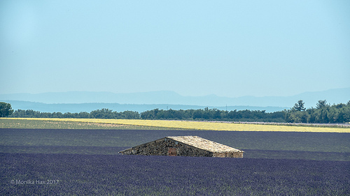 La mer de lavande - Plateau de Valensole by moni-h