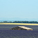 La mer de lavande - Plateau de Valensole par moni-h -   Alpes-de-Haute-Provence Provence France