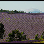 Le Mont Ventoux depuis les champs de lavandes by Patchok34 -   Alpes-de-Haute-Provence Provence France