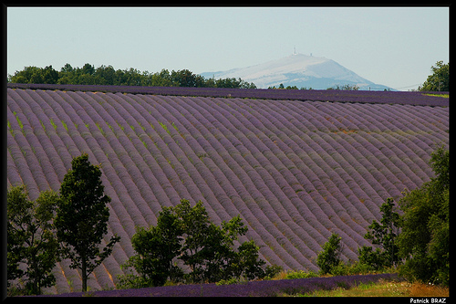 Le Mont Ventoux depuis les champs de lavandes par Patchok34