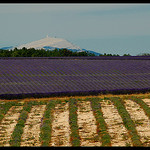 Perspective de lavandes vers le Mont-Ventoux par Patchok34 -   Alpes-de-Haute-Provence Provence France