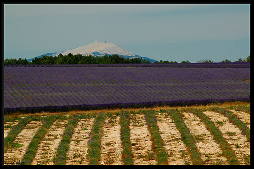 Perspective de lavandes vers le Mont-Ventoux by Patchok34