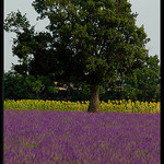 Couleurs de l'été à Valensole by Patchok34 -   Alpes-de-Haute-Provence Provence France