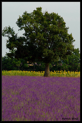 Couleurs de l'été à Valensole par Patchok34