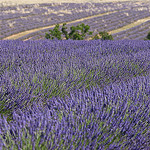 Lavenderfield for ever.... par no.zomi - Valensole 04210 Alpes-de-Haute-Provence Provence France