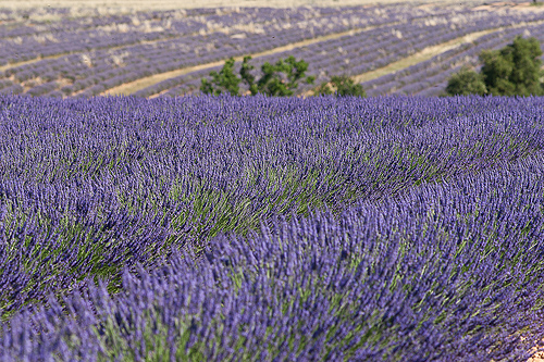 Lavenderfield for ever.... by no.zomi