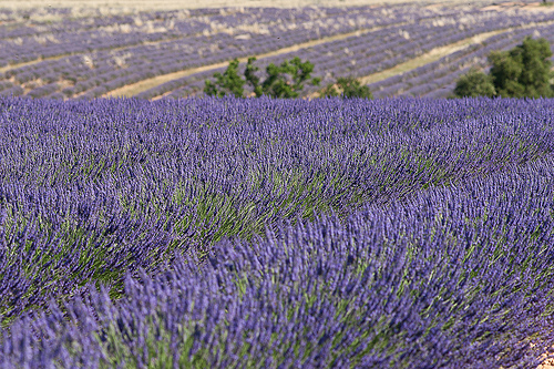 Lavenderfield for ever.... par no.zomi