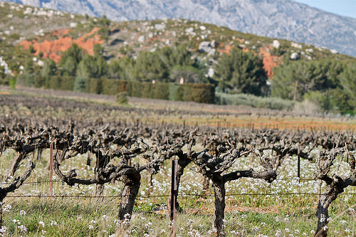 Vigne au pied de la Montagen Sainte-Victoire par Alpha Lima X-ray