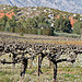 Vigne au pied de la Montagen Sainte-Victoire by Alpha Lima X-ray - Aix-en-Provence 13100 Bouches-du-Rhône Provence France