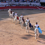 Les Amazones d'Arles à cheval par photojenico - Arles 13200 Bouches-du-Rhône Provence France