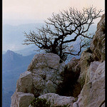 Sainte-victoire janvier 96 par Patchok34 -   Bouches-du-Rhône Provence France