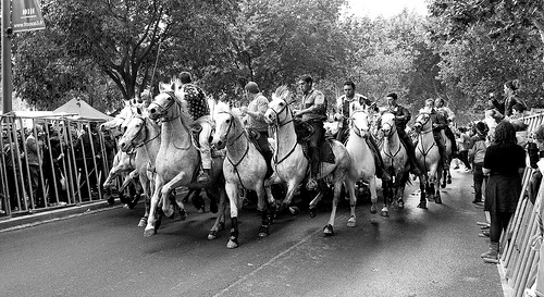 Manade au galop dans les rues d'Arles par roderic alexis beyeler