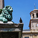 Lazy lion and the brave pigeon by 6835 - Arles 13200 Bouches-du-Rhône Provence France