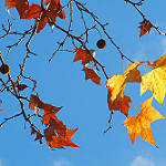 Autumn leaves  - contraste by Josiane D. - Auriol 13390 Bouches-du-Rhône Provence France