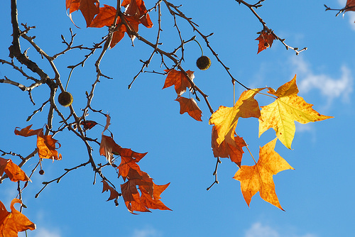Autumn leaves  - contraste by Josiane D.