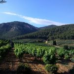 Vignes et oliviers au milieu des pins. Domaine la Michelle par Gé Cau - Auriol 13390 Bouches-du-Rhône Provence France