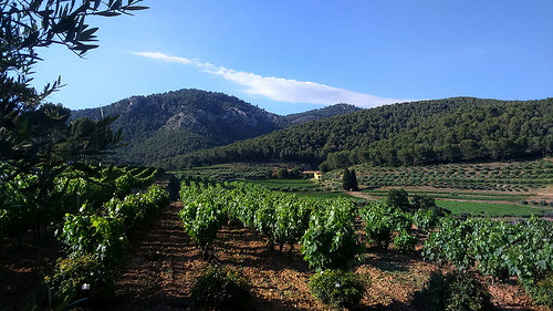 Vignes et oliviers au milieu des pins. Domaine la Michelle by Gé Cau