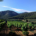Vignes et oliviers au milieu des pins. Domaine la Michelle par Gé Cau - Auriol 13390 Bouches-du-Rhône Provence France