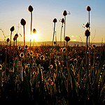 Hello Sunshine ... par sabinelacombe - Berre l'Etang 13130 Bouches-du-Rhône Provence France