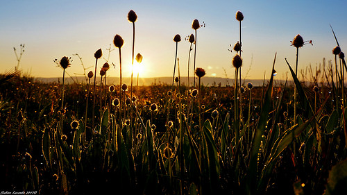 Hello Sunshine ... par sabinelacombe