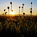 Hello Sunshine ... by sabinelacombe - Berre l'Etang 13130 Bouches-du-Rhône Provence France