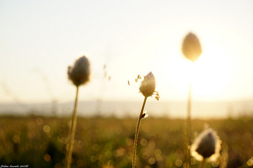 Hello Sunshine ... par sabinelacombe