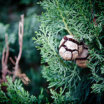 Explosion -  pine cone by ethervizion - Boulbon 13150 Bouches-du-Rhône Provence France