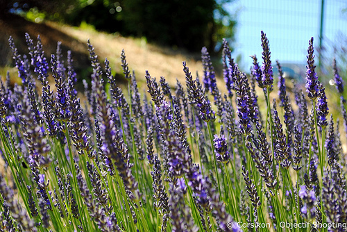 Plongée dans la Lavande par Corsikon