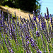 Plongée dans la Lavande par Corsikon - Carnoux-en-Provence 13470 Bouches-du-Rhône Provence France