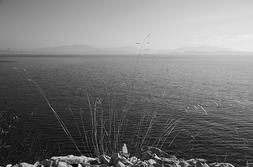 Herbes. Sentier du littoral de Niolon by Julien Desclaux