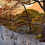 Roche, arbres... heure dorée dans les calanques by Charlottess - Cassis 13260 Bouches-du-Rhône Provence France